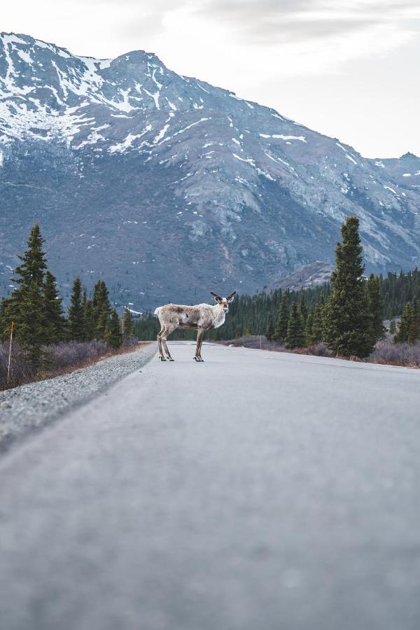 Denali Wild Stay - Redfox Cabin, Free Wifi, Private, Sleep 6 هيلي المظهر الخارجي الصورة